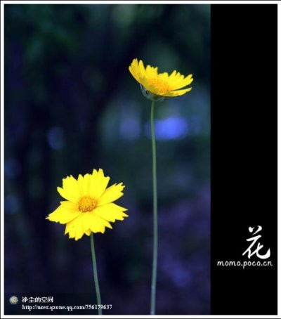 花.jpg