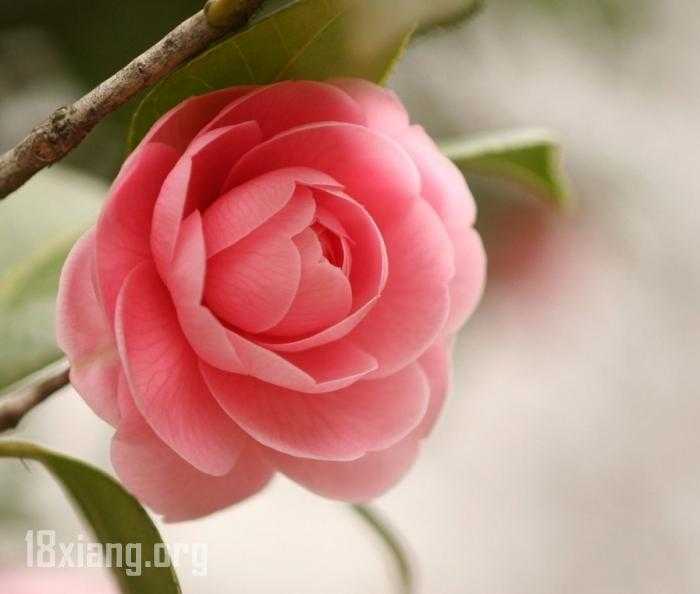 茶花.jpg