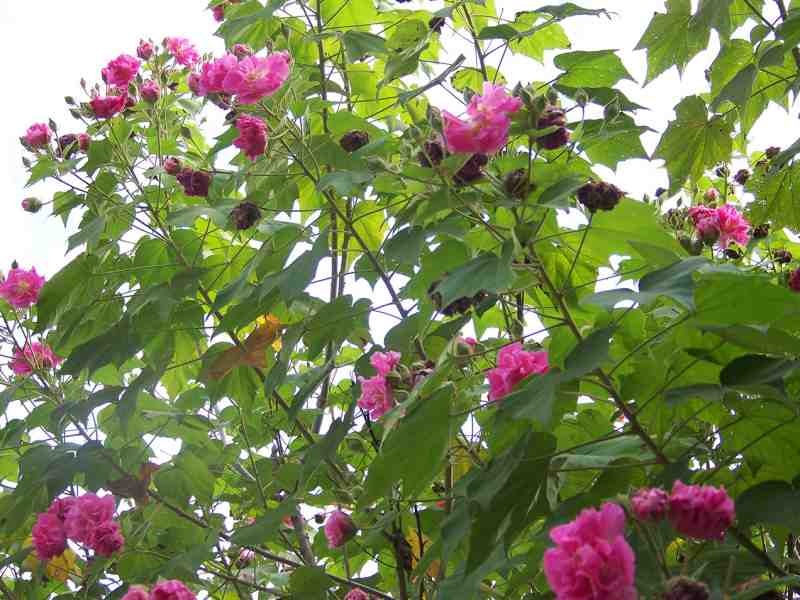 满优芙蓉5.jpg