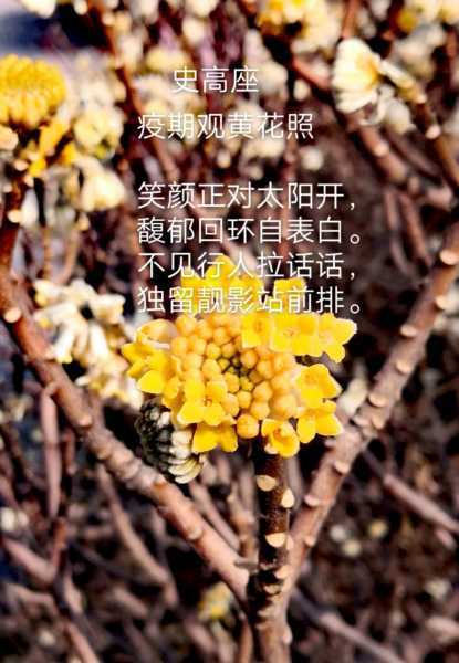 观黄花