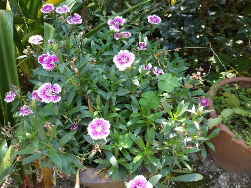 菊花.jpg