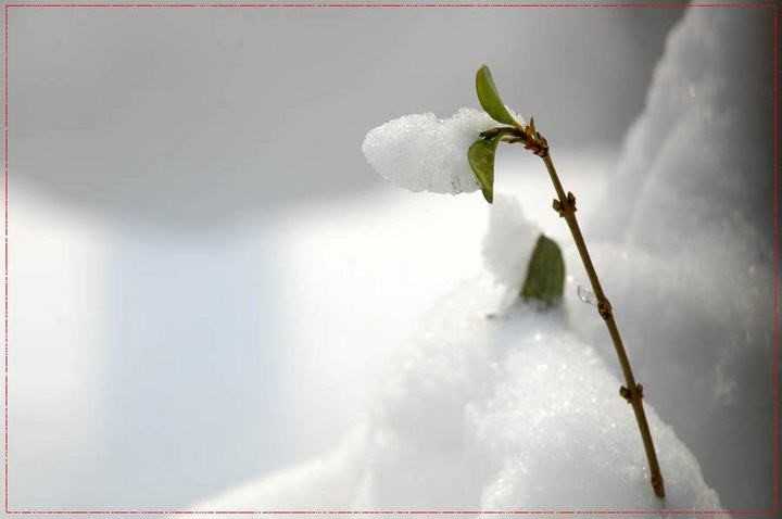 望江南▪雪.jpg