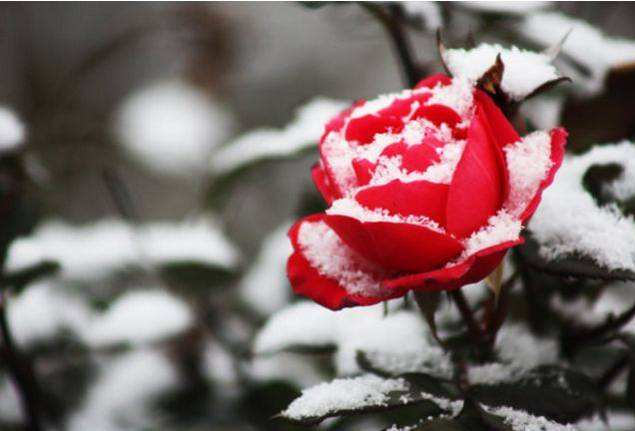 七绝▪雪下月季.png